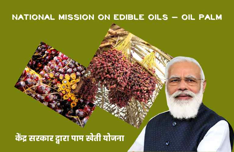 National Mission on Edible Oils – Oil Palm